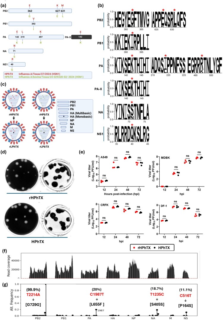 Replication kinetics, pathogenicity and virus-induced cellular responses of cattle-origin influenza A(H5N1) isolates from Texas, United States.