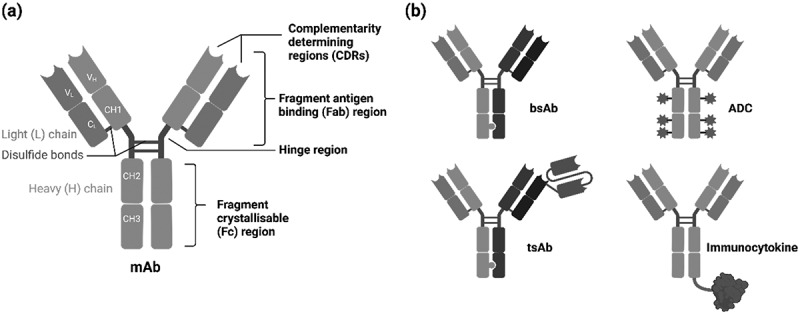 Quantifying antibody binding: techniques and therapeutic implications.