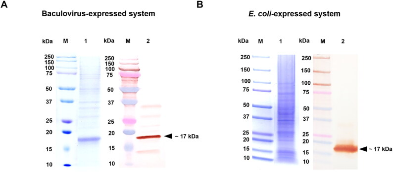 Development of a differentiating of infected from vaccinated animal (DIVA) ELISA to detect antibodies against Senecavirus A in pigs using two expression systems of non-structural proteins.