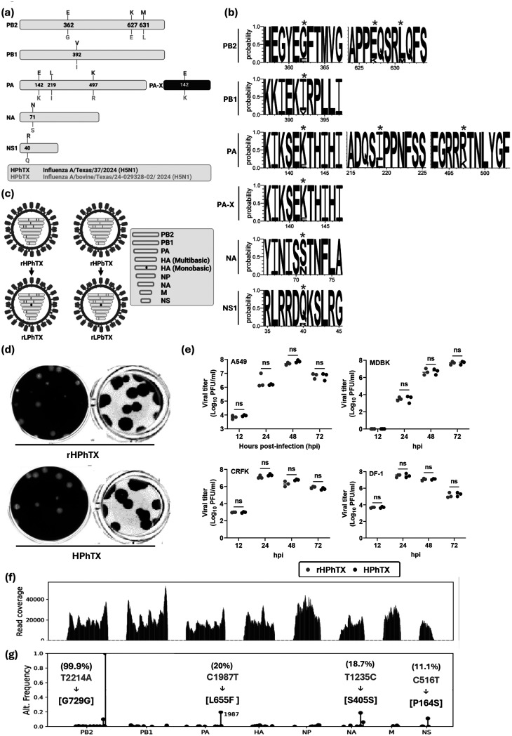 Replication kinetics, pathogenicity and virus-induced cellular responses of cattle-origin influenza A(H5N1) isolates from Texas, United States.
