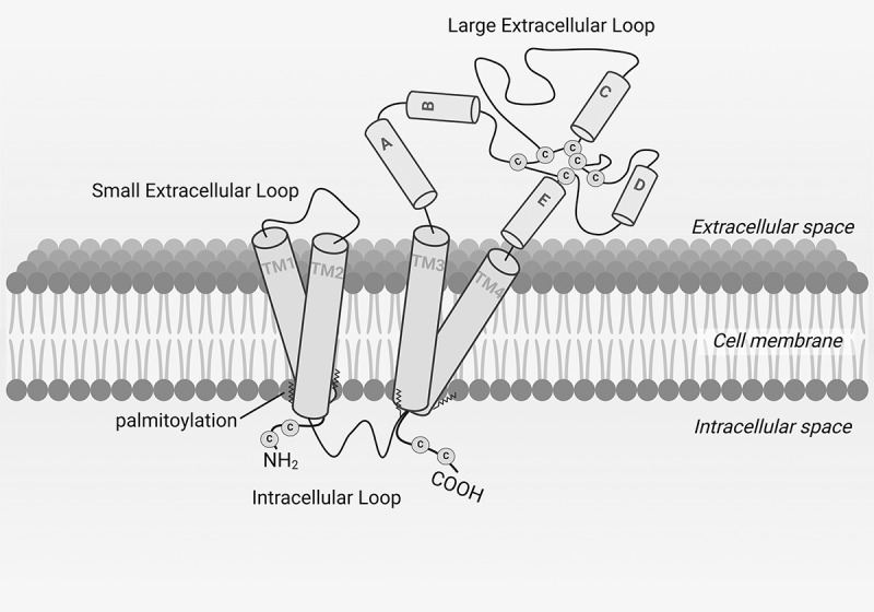Distinctive function of Tetraspanins: Implication in viral infections.