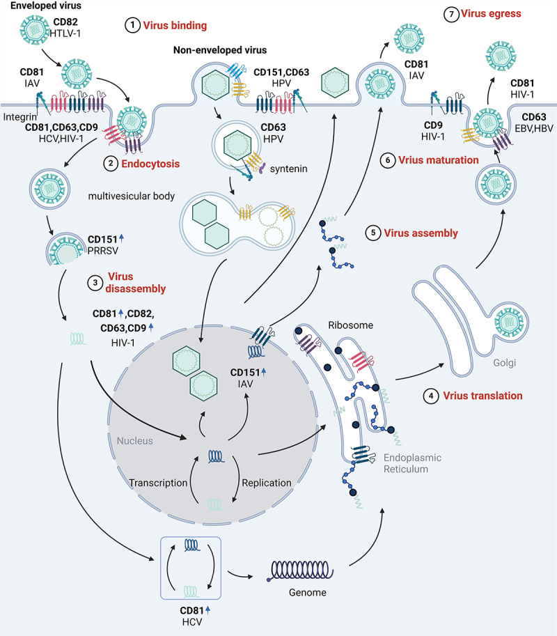 Distinctive function of Tetraspanins: Implication in viral infections.