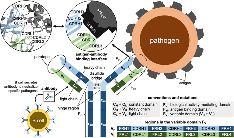 Artificial intelligence-driven computational methods for antibody design and optimization.