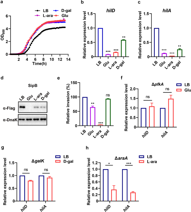 <i>Salmonella</i> utilizes L-arabinose to silence virulence gene expression for accelerated pathogen growth within the host.
