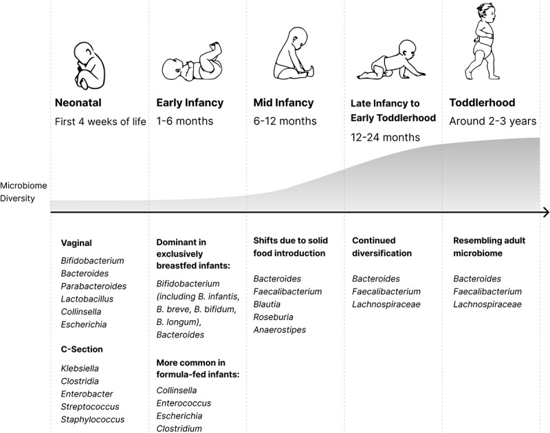 Early life gut microbiome and its impact on childhood health and chronic conditions.