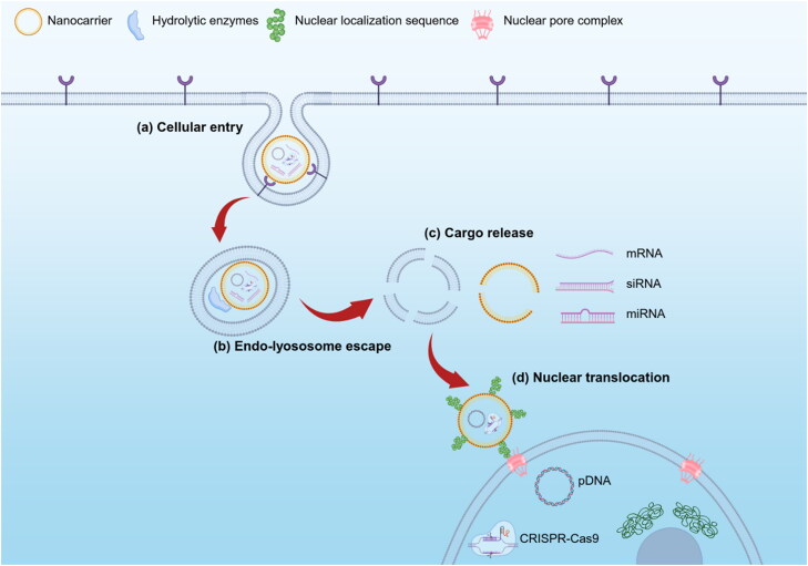 Light-triggered nanocarriers for nucleic acid delivery.
