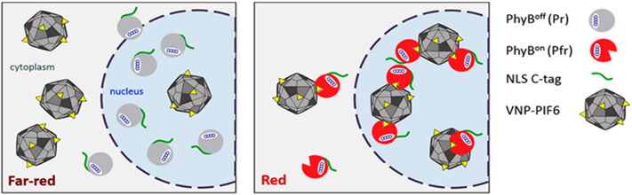 Light-triggered nanocarriers for nucleic acid delivery.