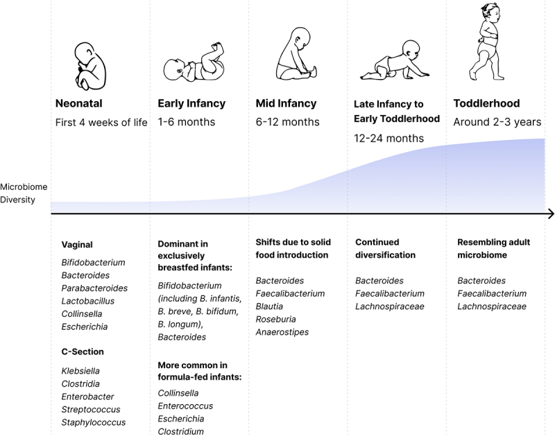 Early life gut microbiome and its impact on childhood health and chronic conditions.