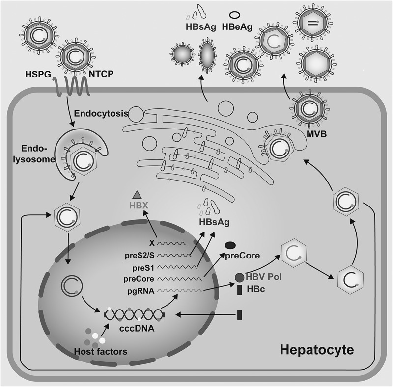 Innate immune recognition in hepatitis B virus infection.