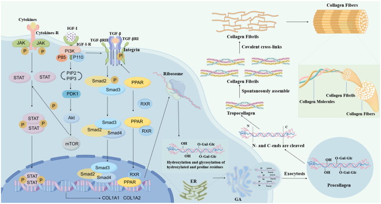 Promoting collagen synthesis: a viable strategy to combat skin ageing.
