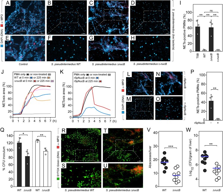 Transmissible <i>Staphylococcus pseudintermedius</i> thwarts neutrophil extracellular trap-driven containment to promote invasive disease.