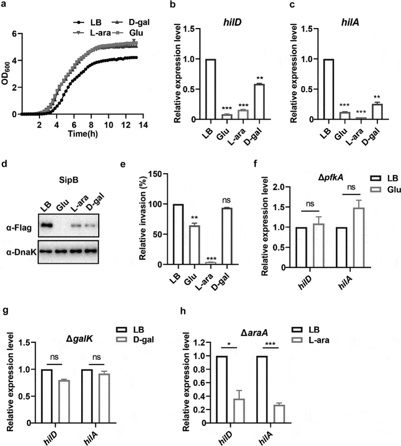 <i>Salmonella</i> utilizes L-arabinose to silence virulence gene expression for accelerated pathogen growth within the host.