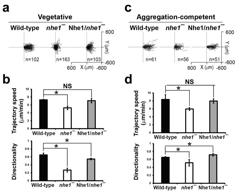 Nhe1 is required for directional sensing in vegetative <i>Dictyostelium</i> cell migration.
