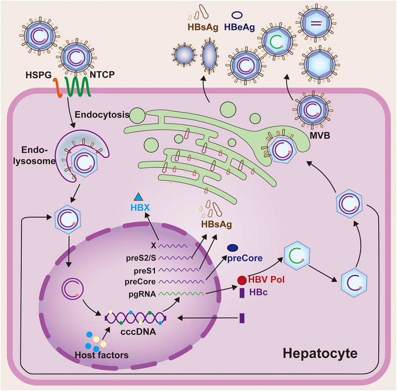 Innate immune recognition in hepatitis B virus infection.