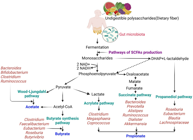 The impact of gut microbial short-chain fatty acids on colorectal cancer development and prevention.