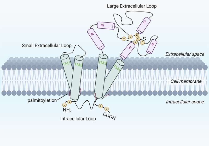 Distinctive function of Tetraspanins: Implication in viral infections.