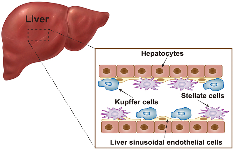 Innate immune recognition in hepatitis B virus infection.