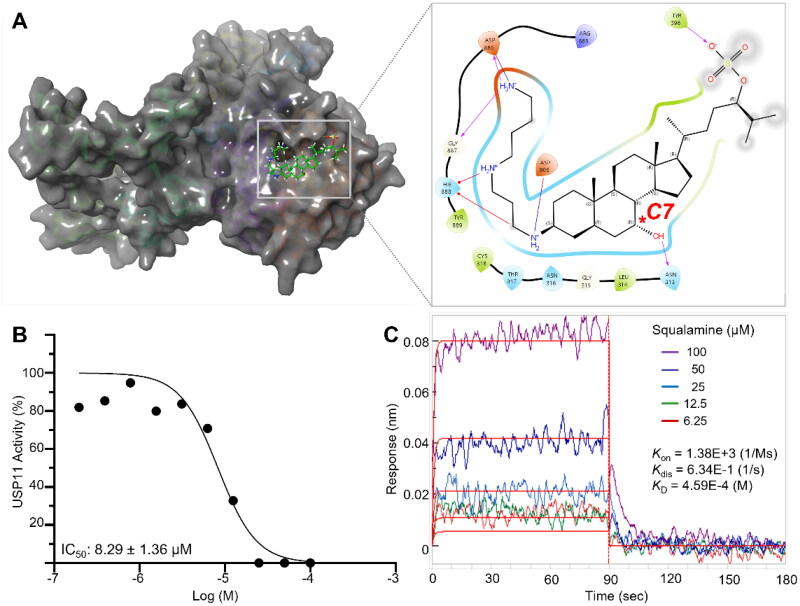 Identification of chemical scaffolds for targeting ubiquitin-specific protease 11 (USP11) through high-throughput virtual screening.