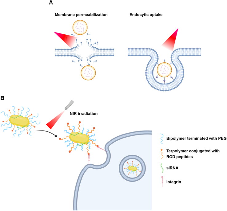 Light-triggered nanocarriers for nucleic acid delivery.