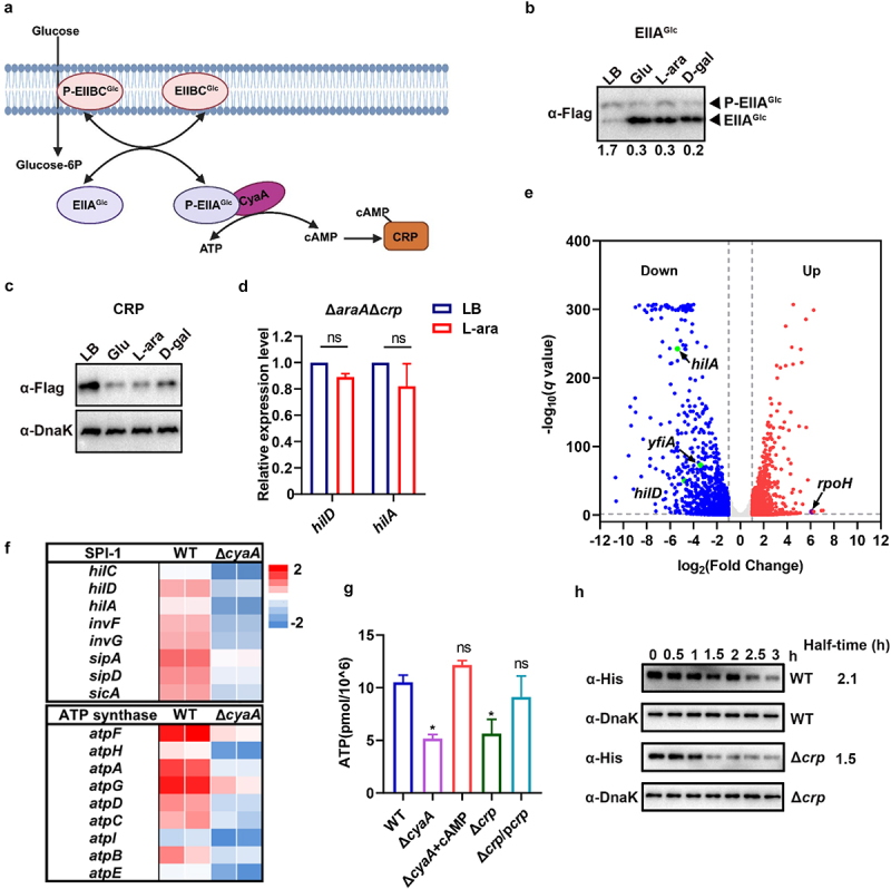 <i>Salmonella</i> utilizes L-arabinose to silence virulence gene expression for accelerated pathogen growth within the host.