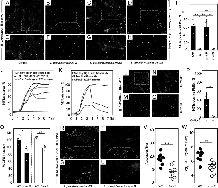 Transmissible <i>Staphylococcus pseudintermedius</i> thwarts neutrophil extracellular trap-driven containment to promote invasive disease.