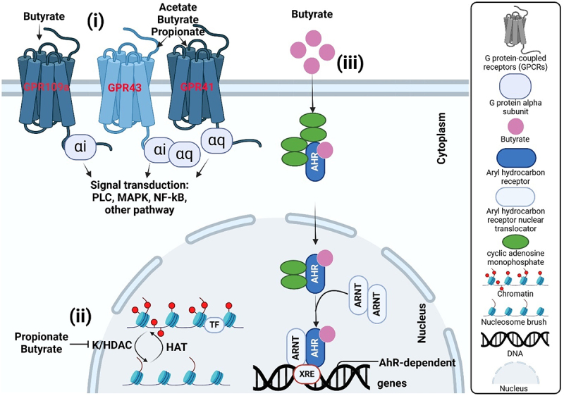 The impact of gut microbial short-chain fatty acids on colorectal cancer development and prevention.