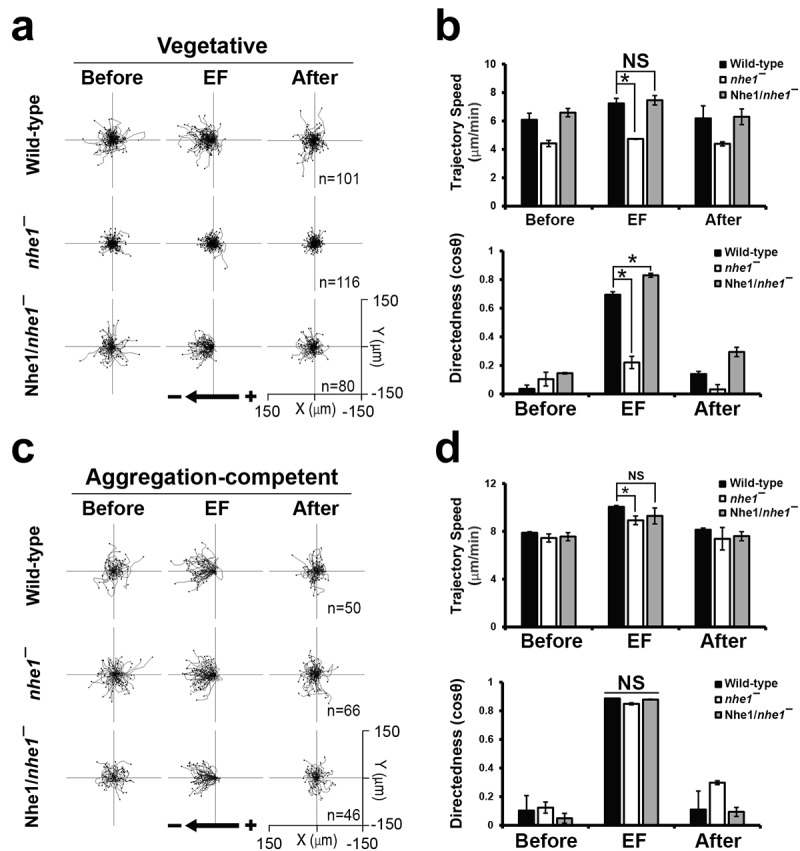 Nhe1 is required for directional sensing in vegetative <i>Dictyostelium</i> cell migration.