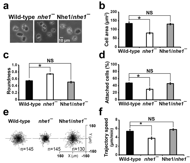 Nhe1 is required for directional sensing in vegetative <i>Dictyostelium</i> cell migration.