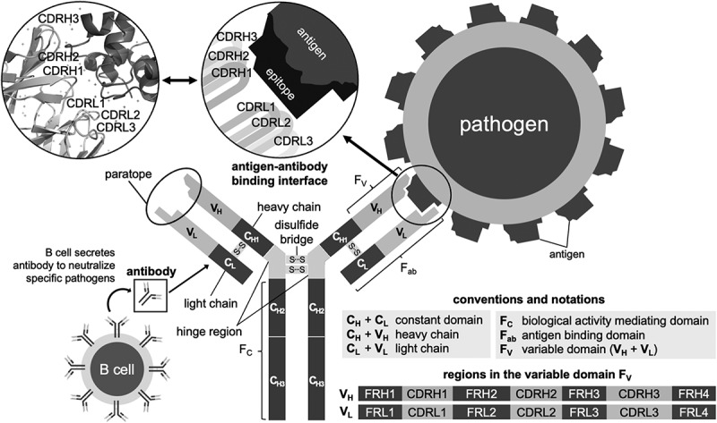 Artificial intelligence-driven computational methods for antibody design and optimization.