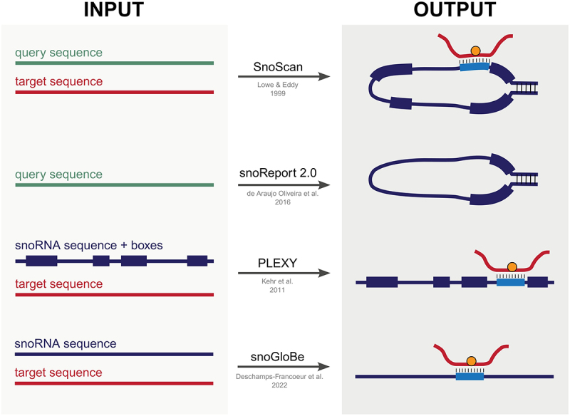 Computational limitations and future needs to unravel the full potential of 2'-O-methylation and C/D box snoRNAs.