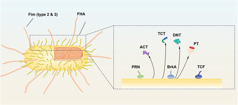 Innovative adjuvant strategies for next-generation pertussis vaccines.