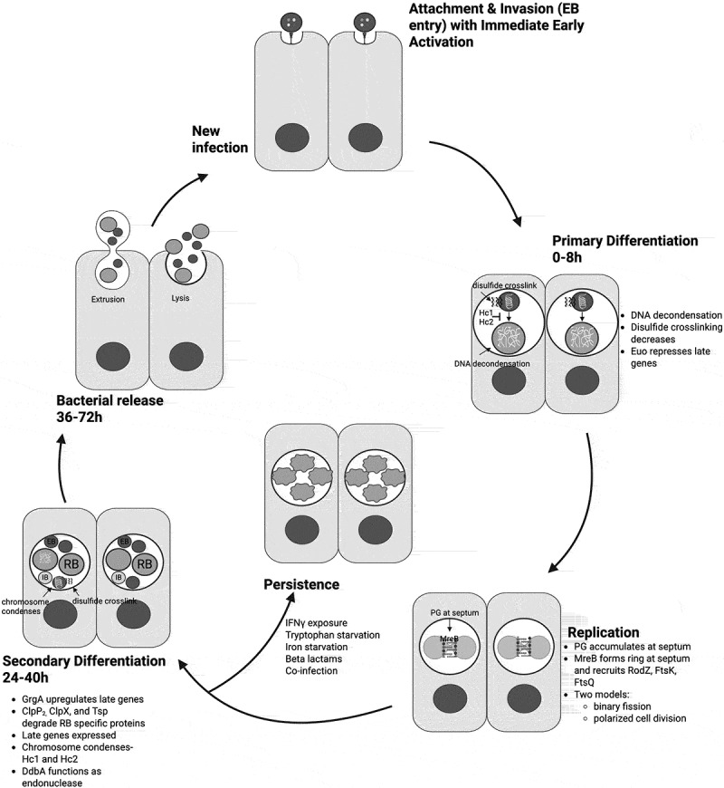 Pathogenicity and virulence of <i>Chlamydia trachomatis</i>: Insights into host interactions, immune evasion, and intracellular survival.