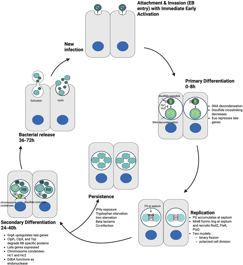 Pathogenicity and virulence of <i>Chlamydia trachomatis</i>: Insights into host interactions, immune evasion, and intracellular survival.