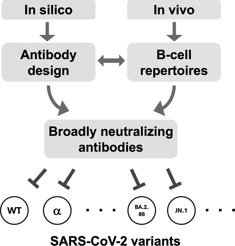 Optimizing the breadth of SARS-CoV-2-neutralizing antibodies in vivo and in silico.