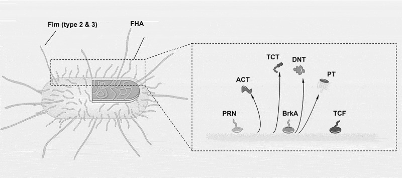Innovative adjuvant strategies for next-generation pertussis vaccines.