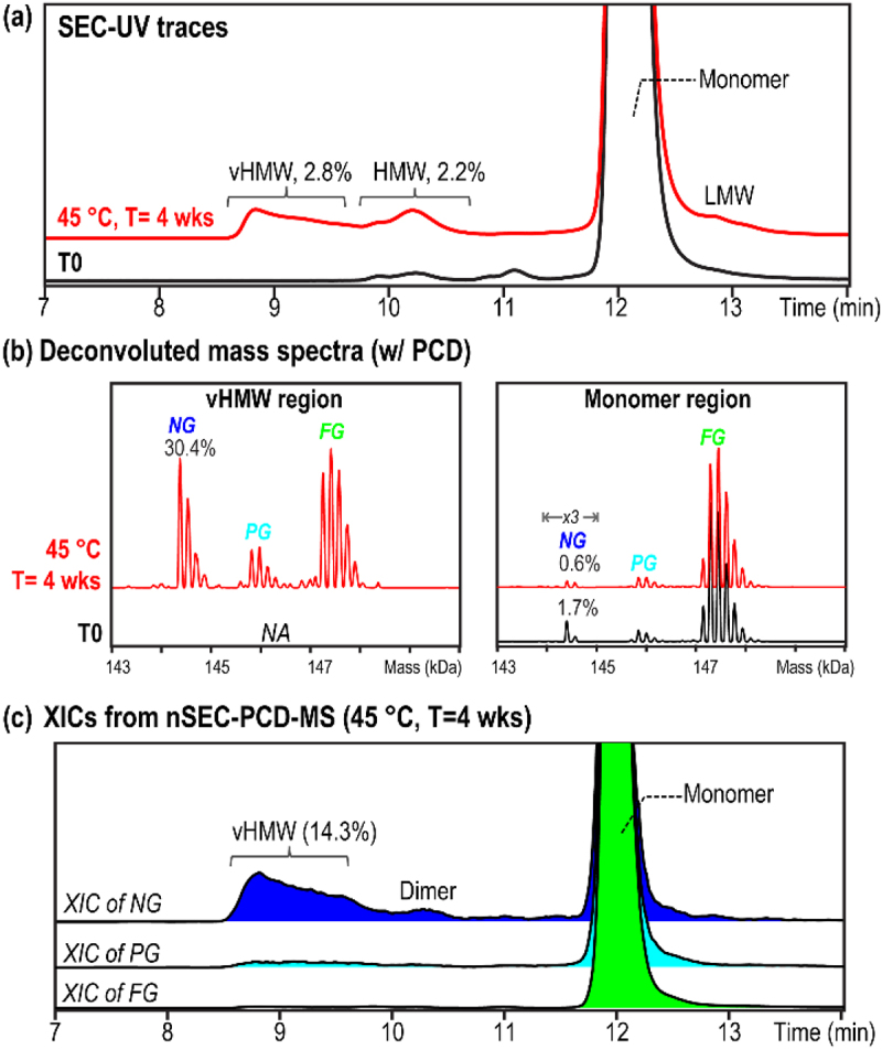 The nonglycosylated variant in therapeutic monoclonal antibodies preferentially forms large aggregates under typical thermal stresses used in forced degradation studies.