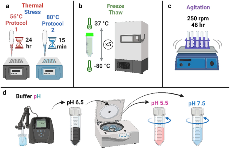 Assessment of biophysical properties of the first-in-class anti-cancer IgE antibody drug MOv18 IgE demonstrates monomeric purity and stability.