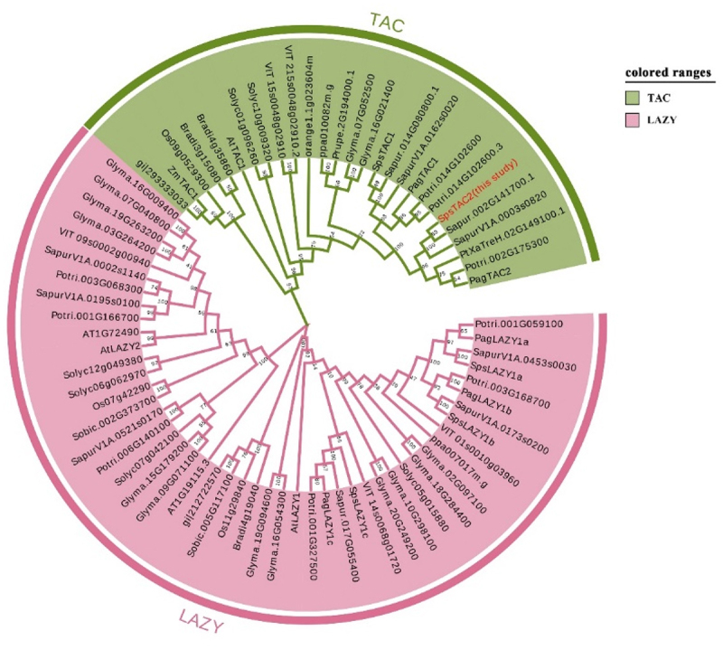 Heterologous expression of <i>SpsTAC2</i> in Arabidopsis affected branch angle and secondary vascular system development.
