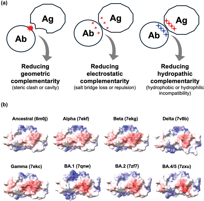 Optimizing the breadth of SARS-CoV-2-neutralizing antibodies in vivo and in silico.