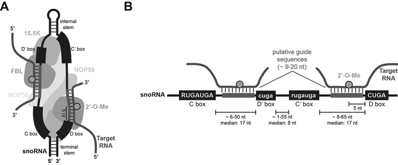 Computational limitations and future needs to unravel the full potential of 2'-O-methylation and C/D box snoRNAs.