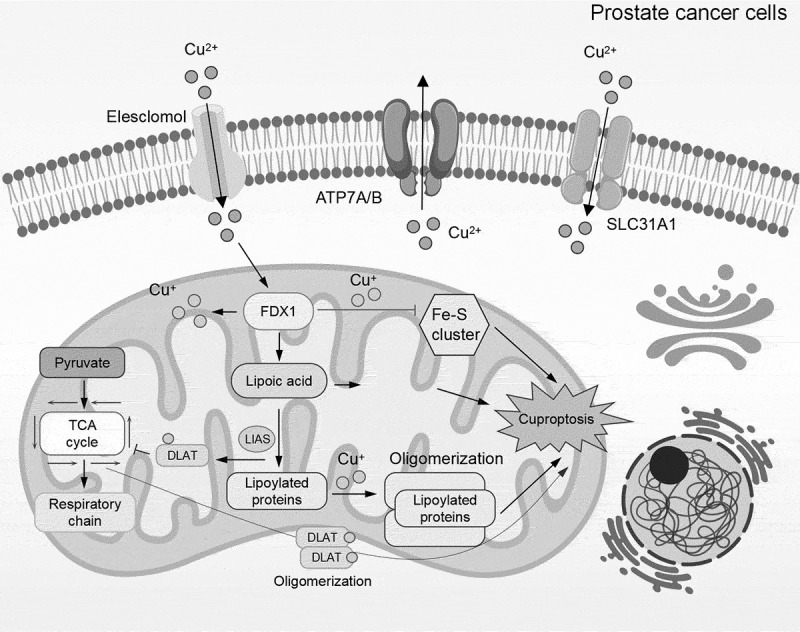 Copper death combination therapy: the innovative frontier and challenges in prostate cancer treatment.