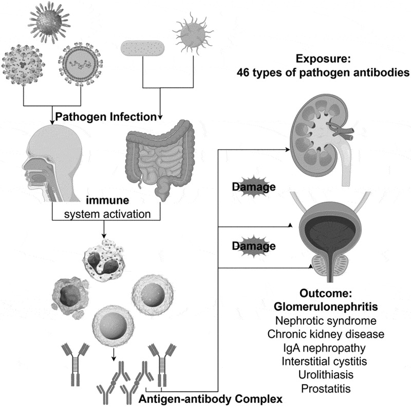 Exploring the causal role of pathogen-derived antibodies in major urinary and kidney diseases: Insights from generalized summary data-based Mendelian randomization.