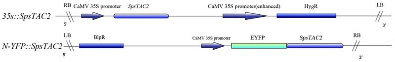 Heterologous expression of <i>SpsTAC2</i> in Arabidopsis affected branch angle and secondary vascular system development.