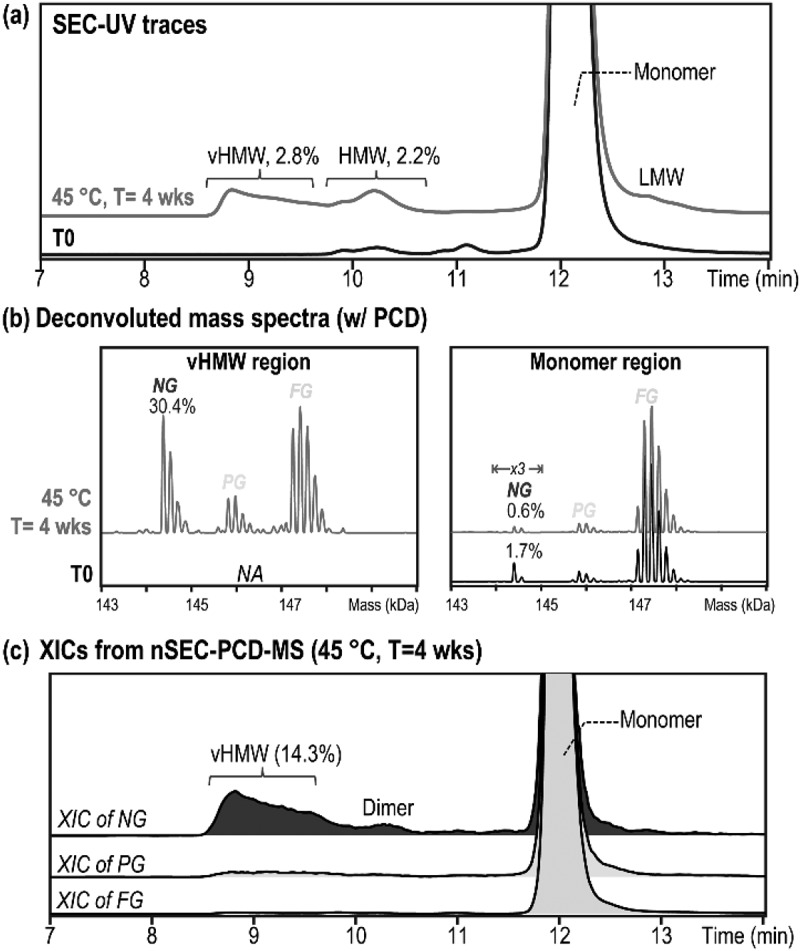 The nonglycosylated variant in therapeutic monoclonal antibodies preferentially forms large aggregates under typical thermal stresses used in forced degradation studies.