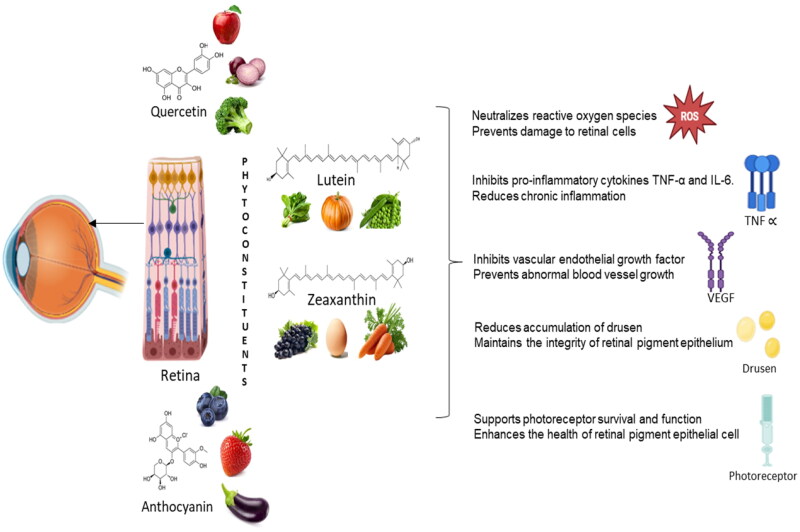 Harnessing nanofibers for targeted delivery of phytoconstituents in age-related macular degeneration.