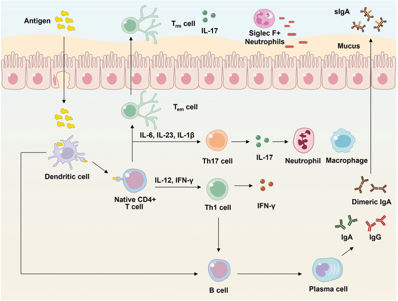 Innovative adjuvant strategies for next-generation pertussis vaccines.