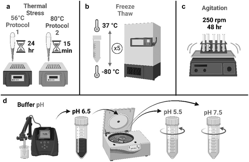 Assessment of biophysical properties of the first-in-class anti-cancer IgE antibody drug MOv18 IgE demonstrates monomeric purity and stability.