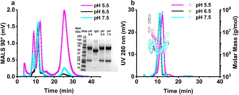 Assessment of biophysical properties of the first-in-class anti-cancer IgE antibody drug MOv18 IgE demonstrates monomeric purity and stability.