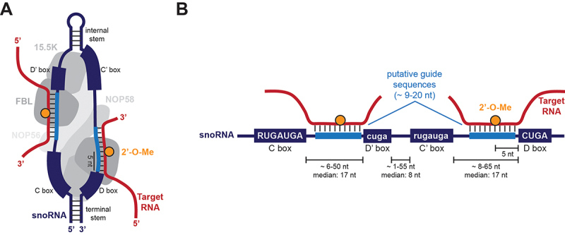Computational limitations and future needs to unravel the full potential of 2'-O-methylation and C/D box snoRNAs.