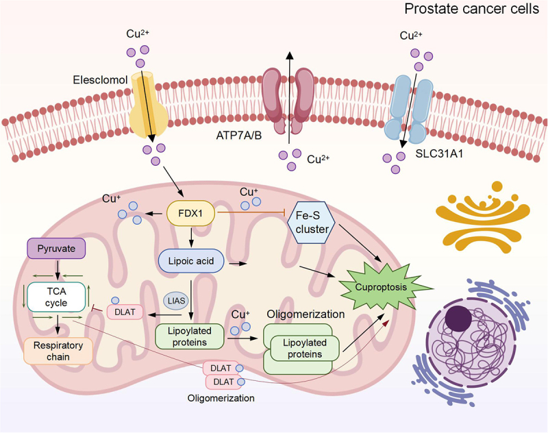 Copper death combination therapy: the innovative frontier and challenges in prostate cancer treatment.